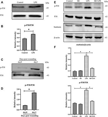 Dermal Fibroblast Migration and Proliferation Upon Wounding or Lipopolysaccharide Exposure is Mediated by Stathmin